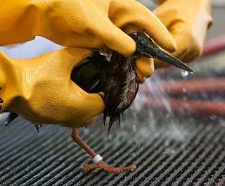 이 이미지는 노란색 고무장갑을 낀 손이 조심스럽게 작은 새를 잡고 있는 모습을 보여줍니다. 아마도 구조하거나 돌보는 행위일 것입니다. 물가에서 사는 새로 보이는 이 새는 물로 씻기거나 헹궈지고 있으며, 깃털 근처에서 물이 움직이는 것이 보입니다. 이 장면은 격자 모양의 표면에서 이루어지고 있습니다.